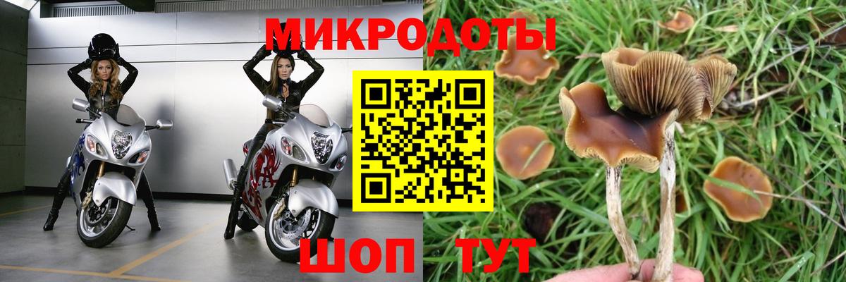 Ишим  Псилоцибиновые грибы Cubensis  Вход с VPN 